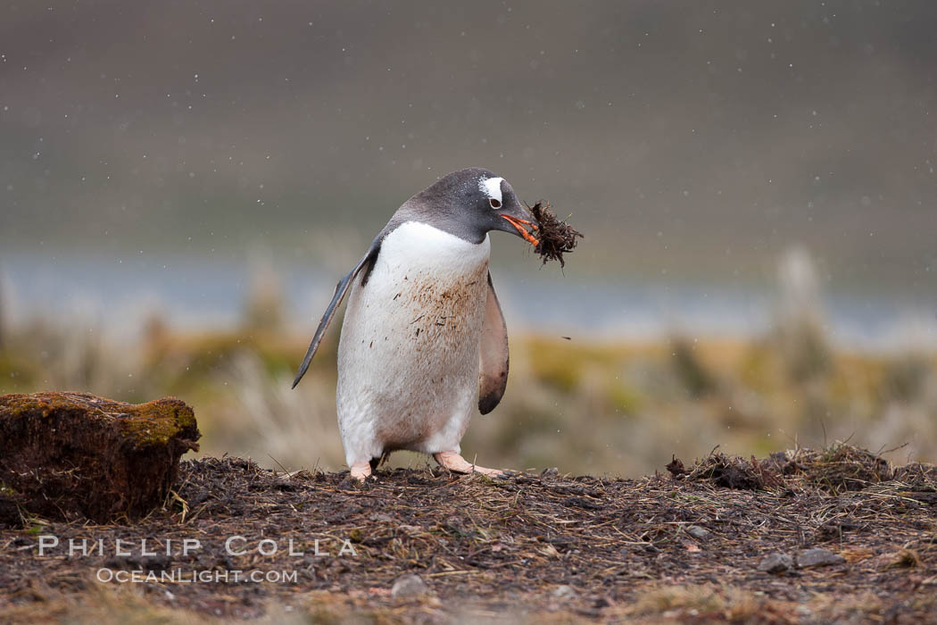 Gentoo penguin stealing nesting material, moving it from one nest (hidden behind the clump on the left) to its nest on the right.  Snow falling, Pygoscelis papua, Godthul