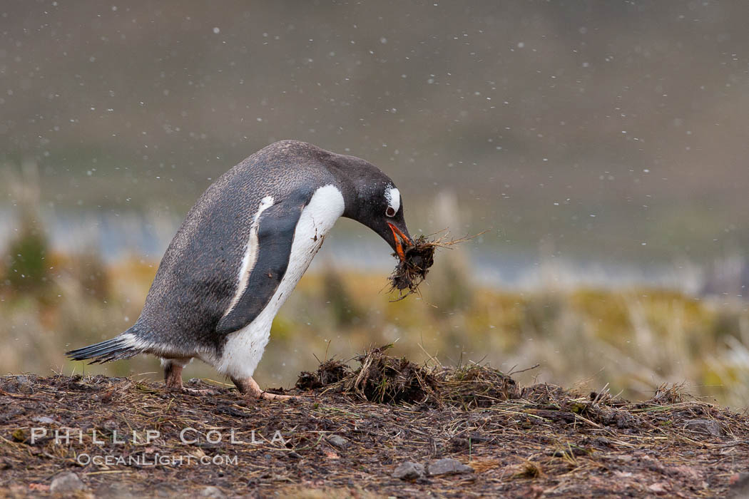 Gentoo penguin stealing nesting material, moving it from one nest to another. Godthul, South Georgia Island, Pygoscelis papua, natural history stock photograph, photo id 24749