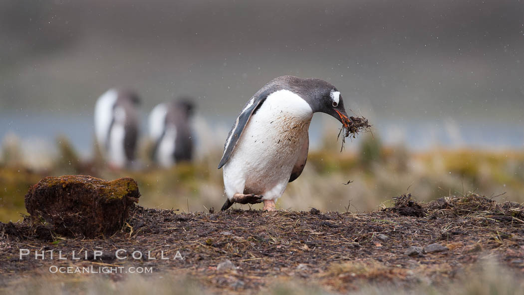 Gentoo penguin stealing nesting material, moving it from one nest to another. Godthul, South Georgia Island, Pygoscelis papua, natural history stock photograph, photo id 24753