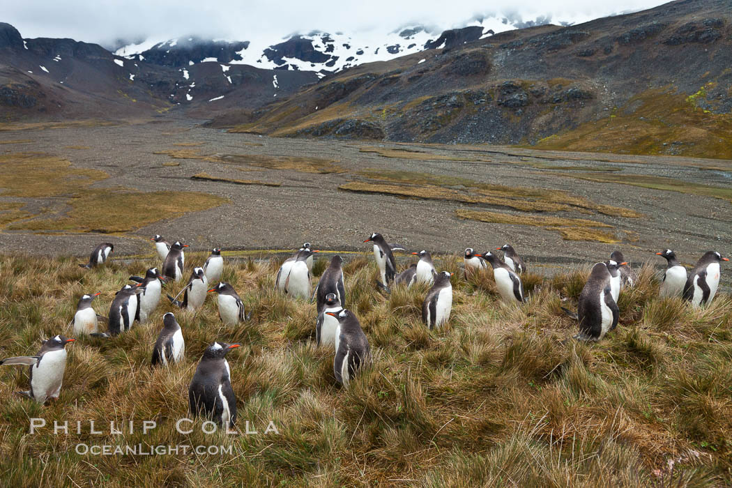 Gentoo penguins, permanent nesting colony in grassy hills about a mile inland from the ocean, near Stromness Bay, South Georgia Island. Stromness Harbour, Pygoscelis papua, natural history stock photograph, photo id 24586