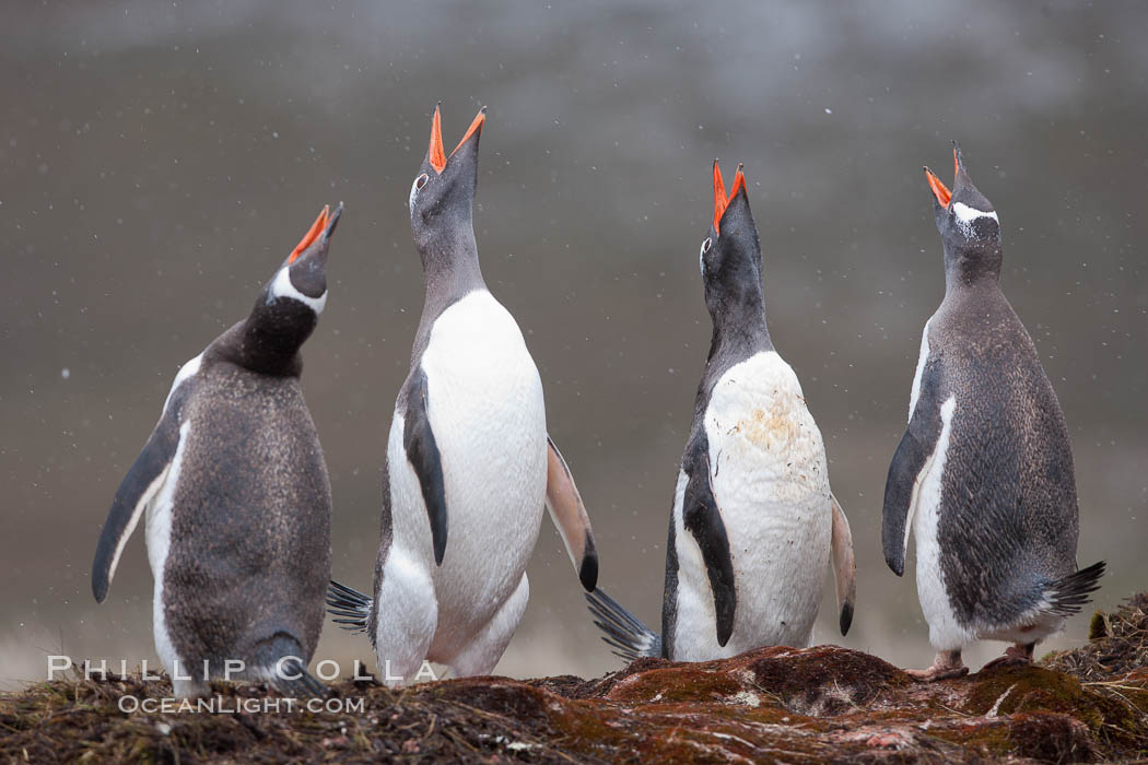 Gentoo penguins, calling, heads raised. Godthul, South Georgia Island, Pygoscelis papua, natural history stock photograph, photo id 24690