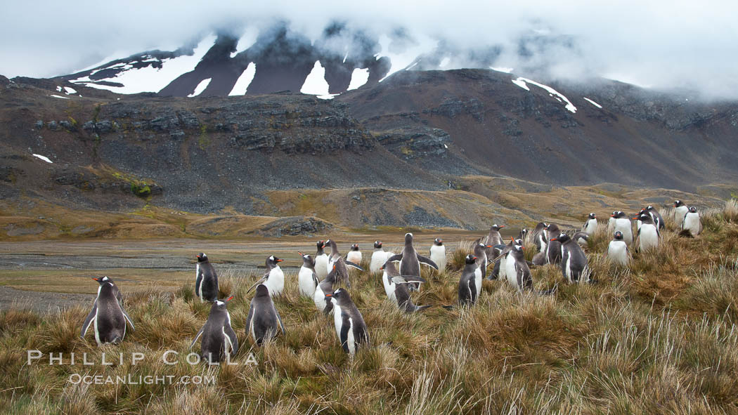 Gentoo penguins, permanent nesting colony in grassy hills about a mile inland from the ocean, near Stromness Bay, South Georgia Island, Pygoscelis papua, Stromness Harbour