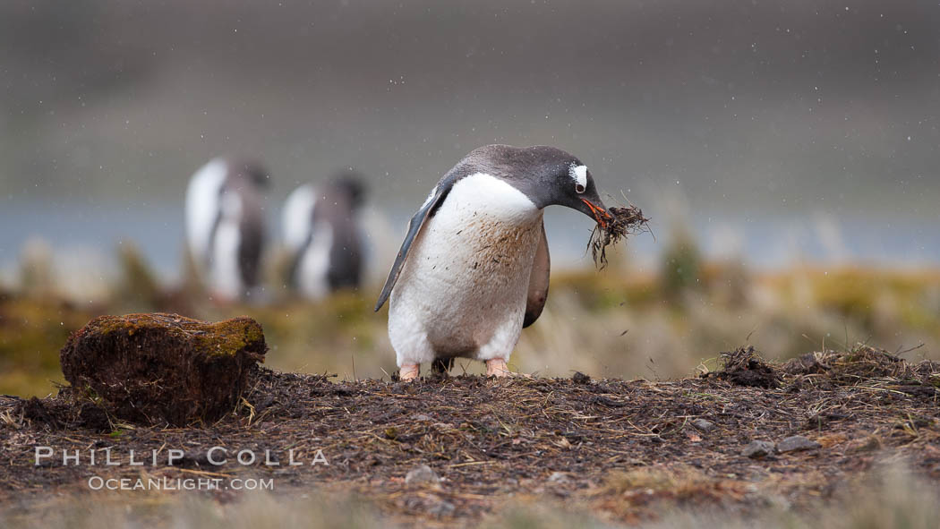 Gentoo penguin stealing nesting material, moving it from one nest to another. Godthul, South Georgia Island, Pygoscelis papua, natural history stock photograph, photo id 24703
