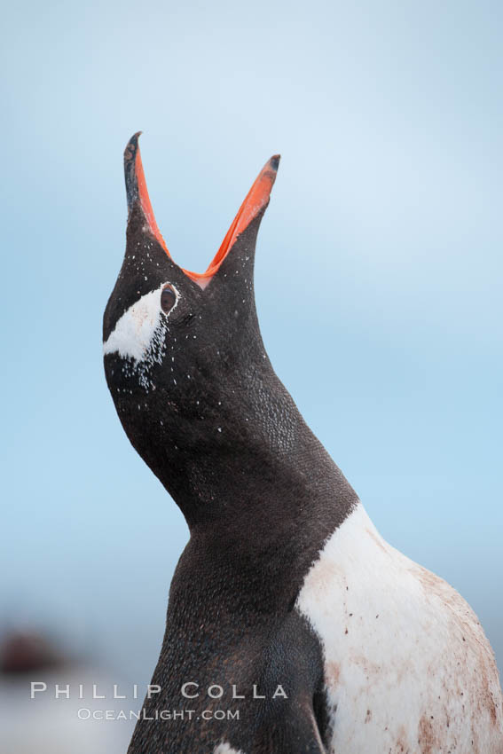 Gentoo penguin vocalizing, calling. Cuverville Island, Antarctic Peninsula, Antarctica, Pygoscelis papua, natural history stock photograph, photo id 25538