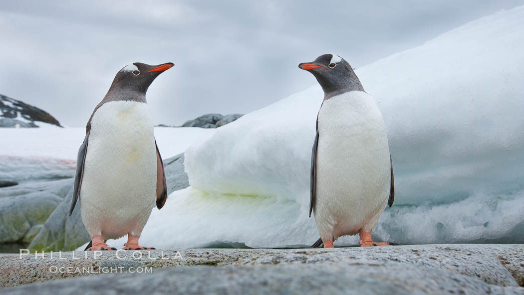 Gentoo penguins, Peterman Island, Antarctica, Pygoscelis papua