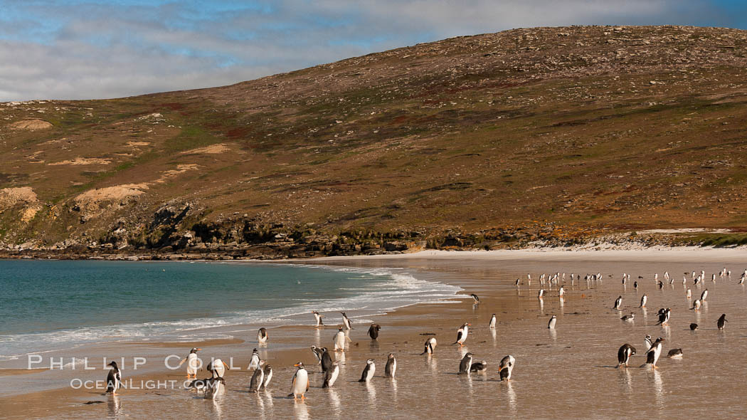 Gentoo penguins coming ashore, after foraging at sea, walking through ocean water as it wades onto a sand beach.  Adult gentoo penguins grow to be 30" and 19lb in size.  They feed on fish and crustaceans.  Gentoo penguins reside in colonies well inland from the ocean, often formed of a circular collection of stones gathered by the penguins. New Island, Falkland Islands, United Kingdom, Pygoscelis papua, natural history stock photograph, photo id 23831