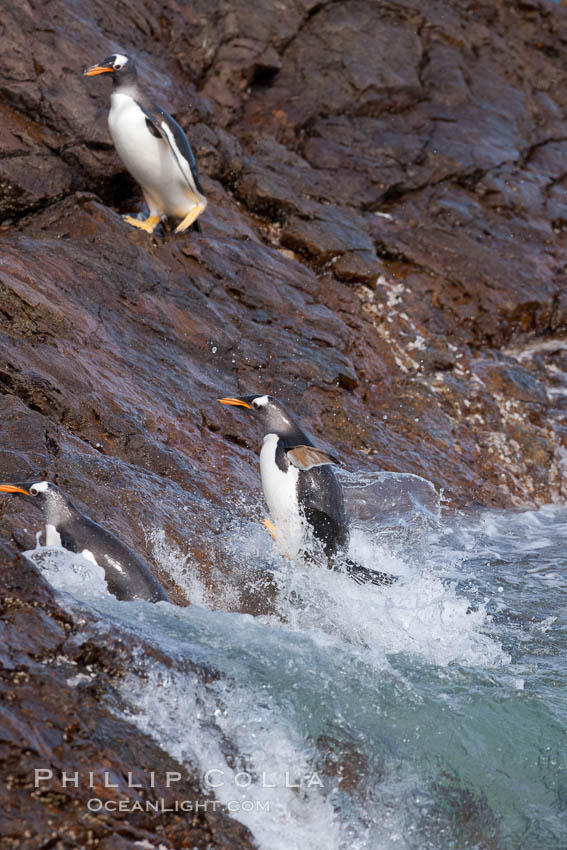 Gentoo penguins leap ashore, onto slippery rocks as they emerge from the ocean after foraging at sea for food. Steeple Jason Island, Falkland Islands, United Kingdom, Pygoscelis papua, natural history stock photograph, photo id 24194