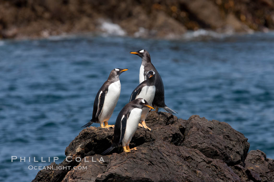Gentoo penguins leap ashore, onto slippery rocks as they emerge from the ocean after foraging at sea for food. Steeple Jason Island, Falkland Islands, United Kingdom, Pygoscelis papua, natural history stock photograph, photo id 24200