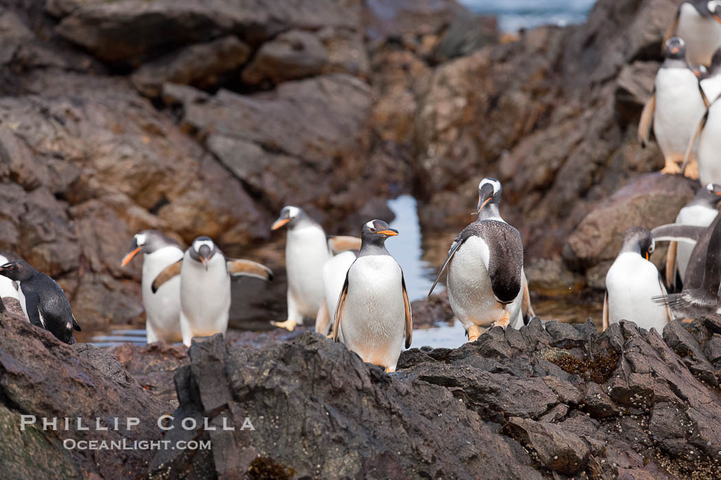 Gentoo penguins leap ashore, onto slippery rocks as they emerge from the ocean after foraging at sea for food., Pygoscelis papua, natural history stock photograph, photo id 24189
