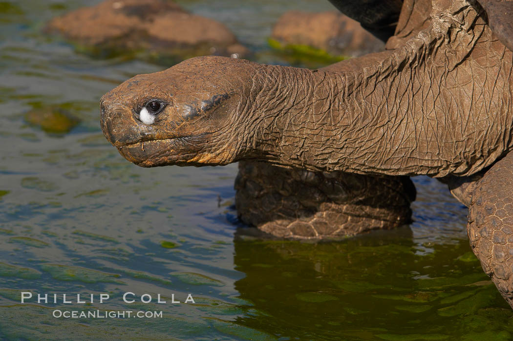 Galapagos tortoise, Santa Cruz Island species, highlands of Santa Cruz island. Galapagos Islands, Ecuador, Geochelone nigra, natural history stock photograph, photo id 16496