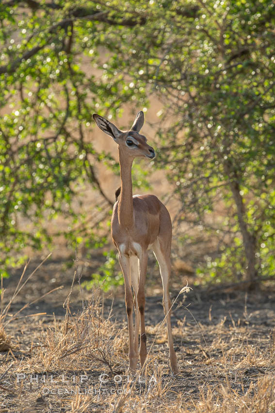 Gerenuk, Meru National Park, Kenya.  Female.  The Gerenuk is a long-necked antelope often called the giraffe-necked antelope., natural history stock photograph, photo id 29628