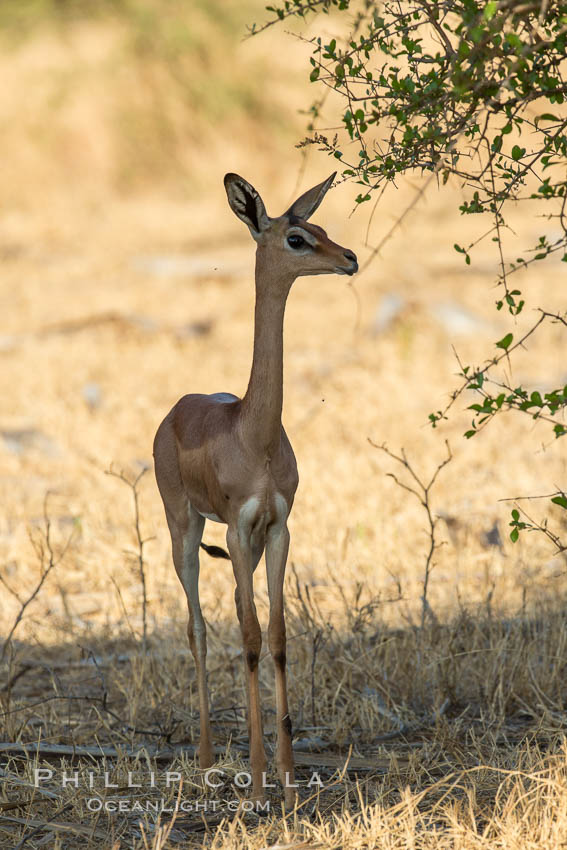 Gerenuk, Meru National Park, Kenya.  Female.  The Gerenuk is a long-necked antelope often called the giraffe-necked antelope., Litocranius walleri, natural history stock photograph, photo id 29627