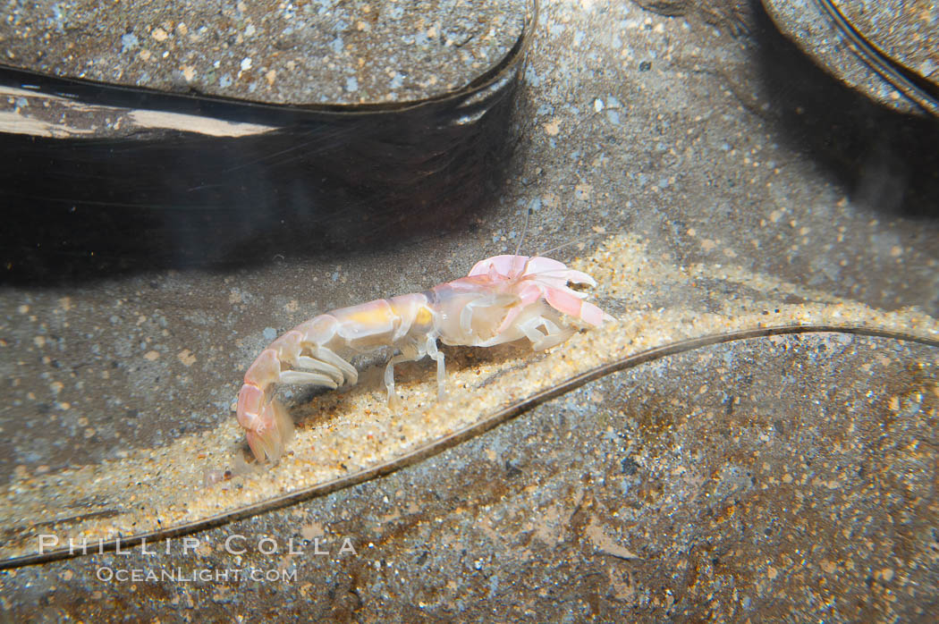 Ghost shrimp, seen in a cross section view of its habitat, an underwater hole., Neotrypaea californiensis, natural history stock photograph, photo id 14019