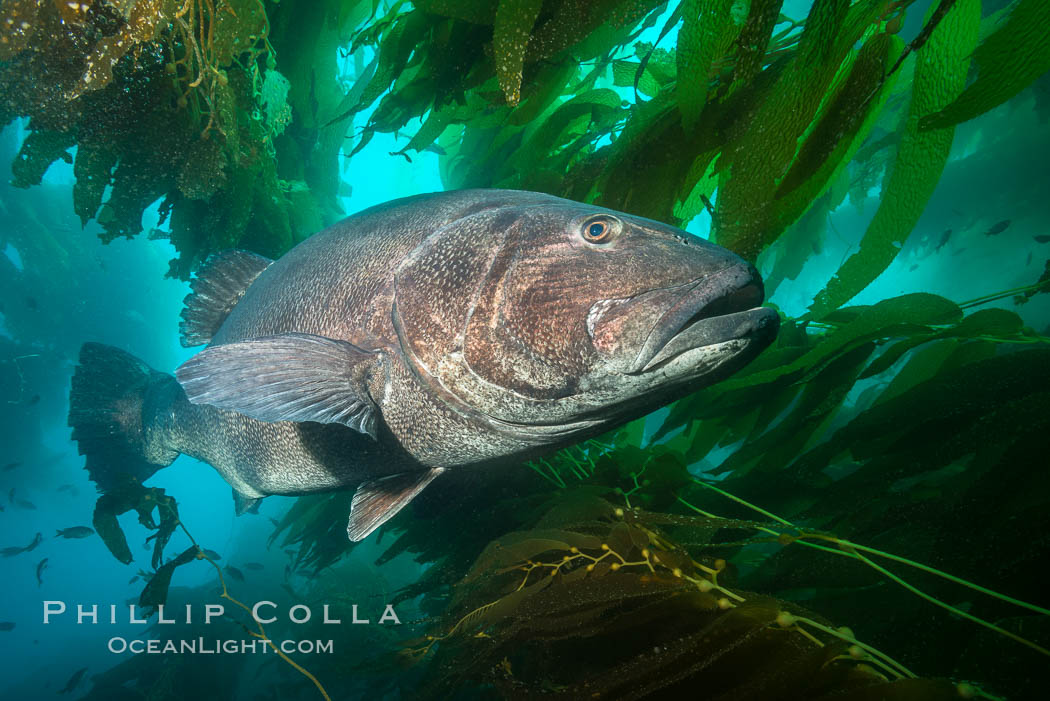 Giant black sea bass, endangered species, reaching up to 8' in length and 500 lbs, amid giant kelp forest, Stereolepis gigas, Catalina Island