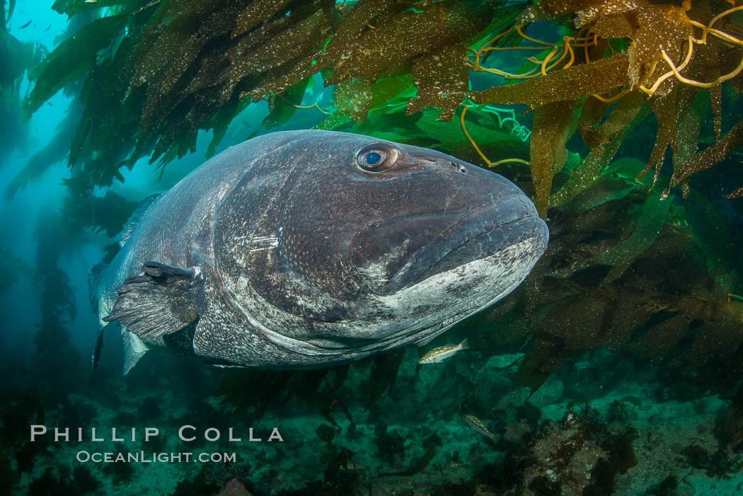 An Endangered Giant Sea Bass can reach up to 8 feet in length and 500 pounds, seen here amid the giant kelp forest of Catalina Island. California, USA, Stereolepis gigas, natural history stock photograph, photo id 33358