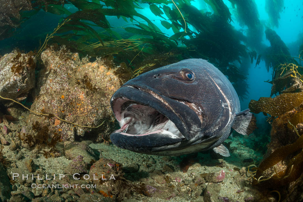 Giant black sea bass, endangered species, reaching up to 8' in length and 500 lbs, amid giant kelp forest, Stereolepis gigas, Catalina Island