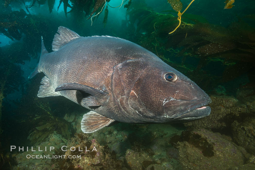 Giant black sea bass, endangered species, reaching up to 8' in length and 500 lbs, amid giant kelp forest. Catalina Island, California, USA, Stereolepis gigas, natural history stock photograph, photo id 33394