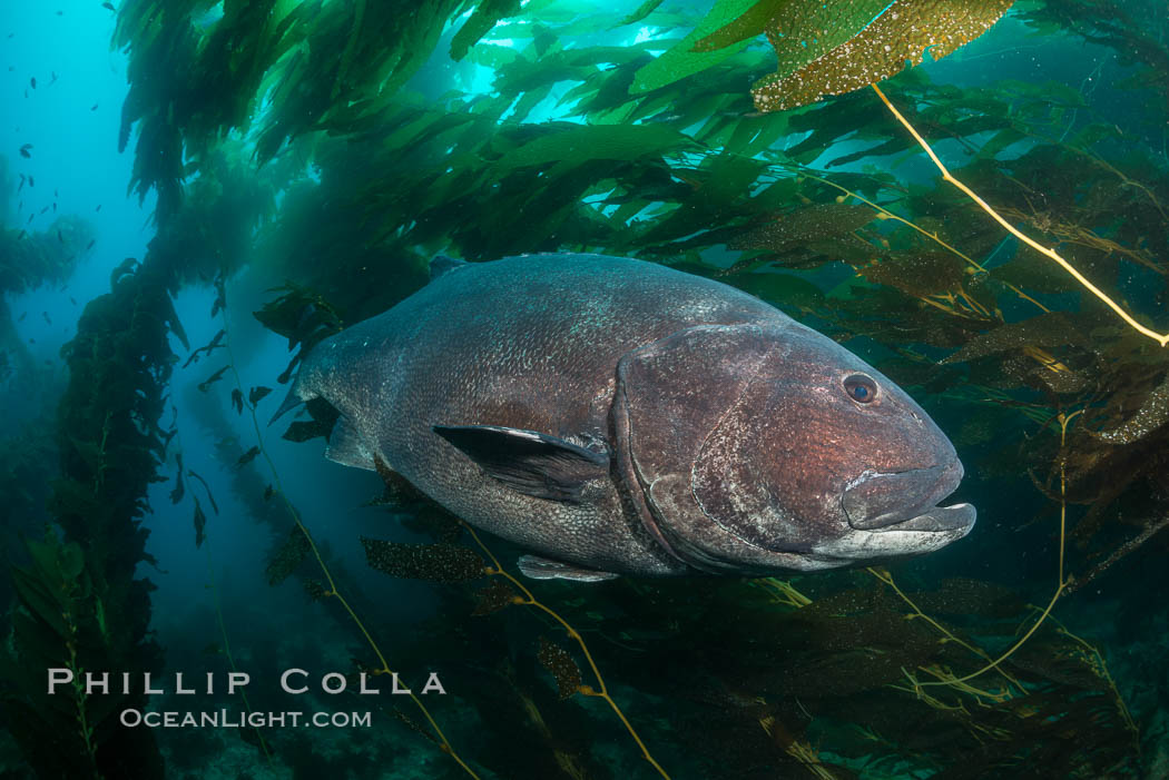 Giant black sea bass, endangered species, reaching up to 8' in length and 500 lbs, amid giant kelp forest. Catalina Island, California, USA, Stereolepis gigas, natural history stock photograph, photo id 33398