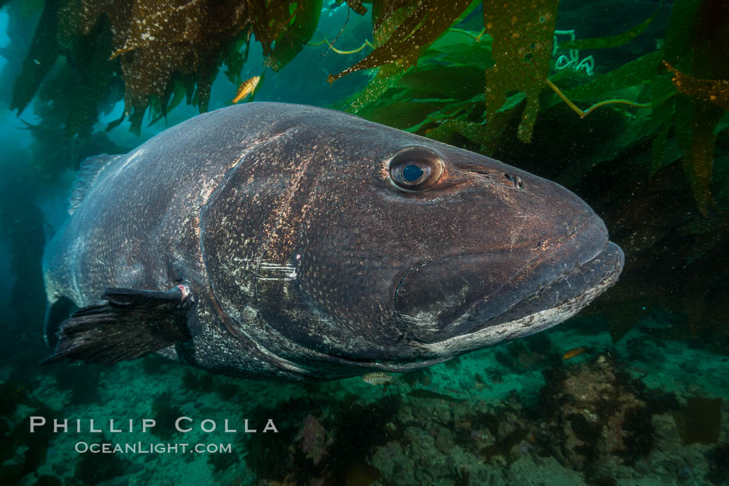 Giant black sea bass, endangered species, reaching up to 8' in length and 500 lbs, amid giant kelp forest. Catalina Island, California, USA, Stereolepis gigas, natural history stock photograph, photo id 33406