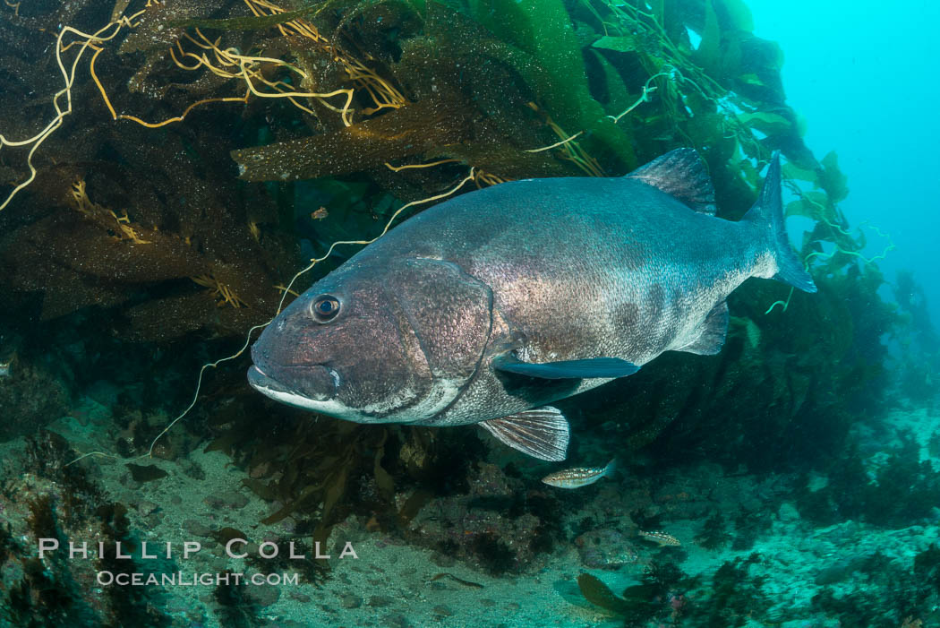 Giant black sea bass, endangered species, reaching up to 8' in length and 500 lbs, amid giant kelp forest. Catalina Island, California, USA, Stereolepis gigas, natural history stock photograph, photo id 33410
