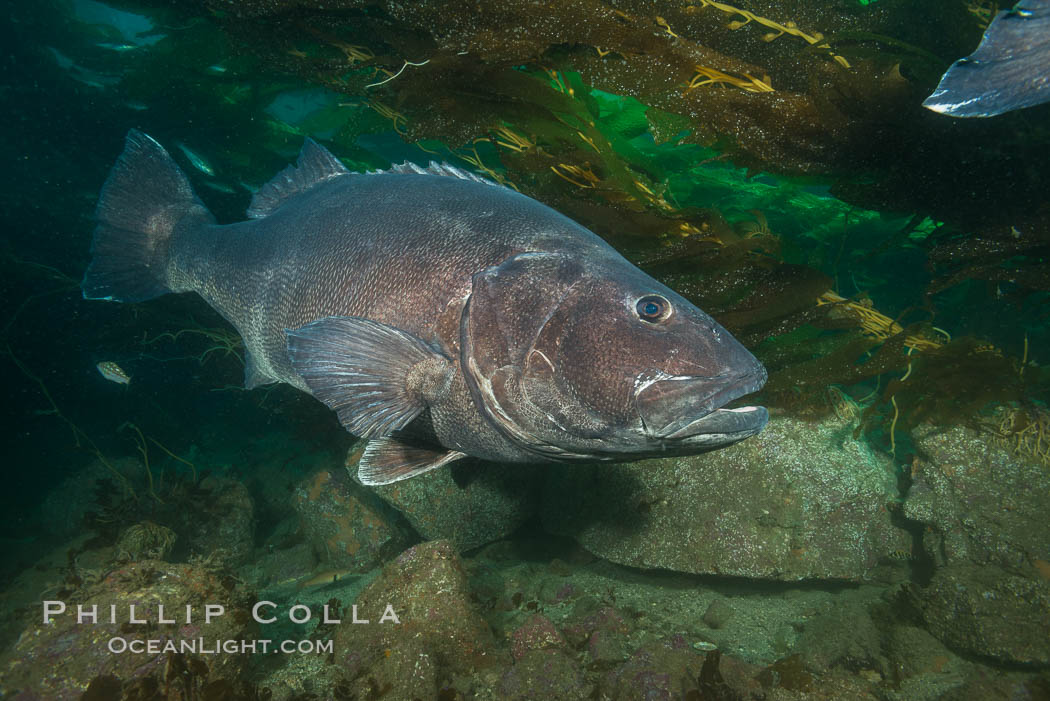Giant black sea bass, endangered species, reaching up to 8' in length and 500 lbs, amid giant kelp forest. Catalina Island, California, USA, Stereolepis gigas, natural history stock photograph, photo id 33418