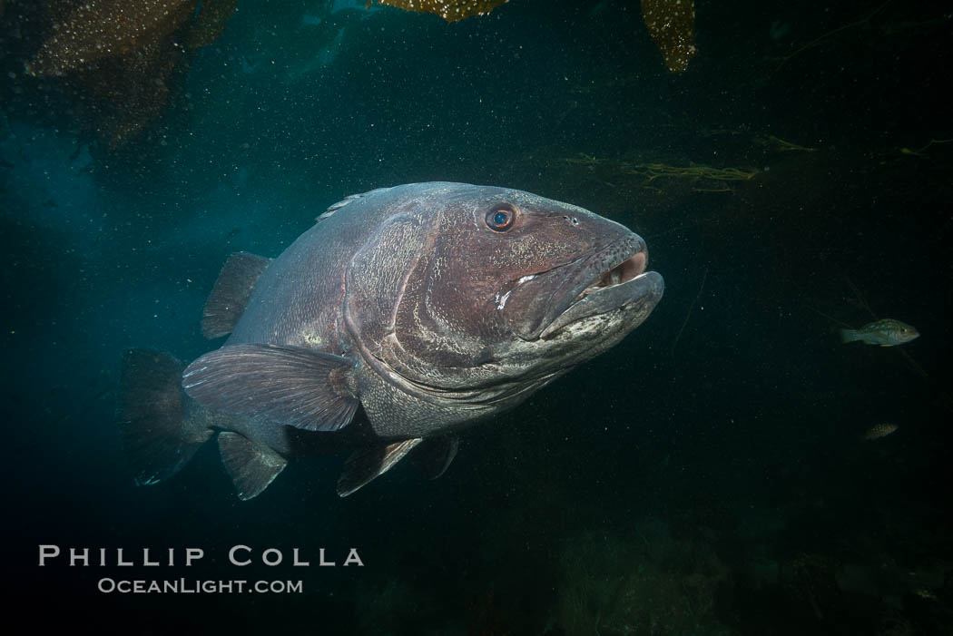 Giant black sea bass, endangered species, reaching up to 8' in length and 500 lbs, amid giant kelp forest. Catalina Island, California, USA, Stereolepis gigas, natural history stock photograph, photo id 33426