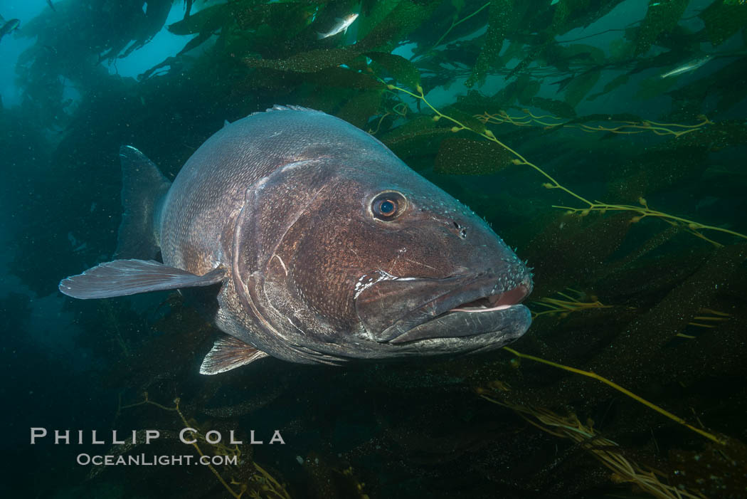 Giant black sea bass, endangered species, reaching up to 8' in length and 500 lbs, amid giant kelp forest. Catalina Island, California, USA, Stereolepis gigas, natural history stock photograph, photo id 33430