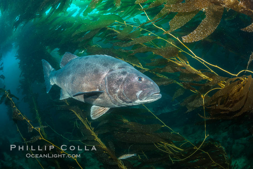 Giant black sea bass, endangered species, reaching up to 8' in length and 500 lbs, amid giant kelp forest, Stereolepis gigas, Catalina Island