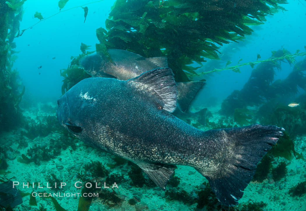 Giant black sea bass, endangered species, reaching up to 8' in length and 500 lbs, amid giant kelp forest. Catalina Island, California, USA, Stereolepis gigas, natural history stock photograph, photo id 33372