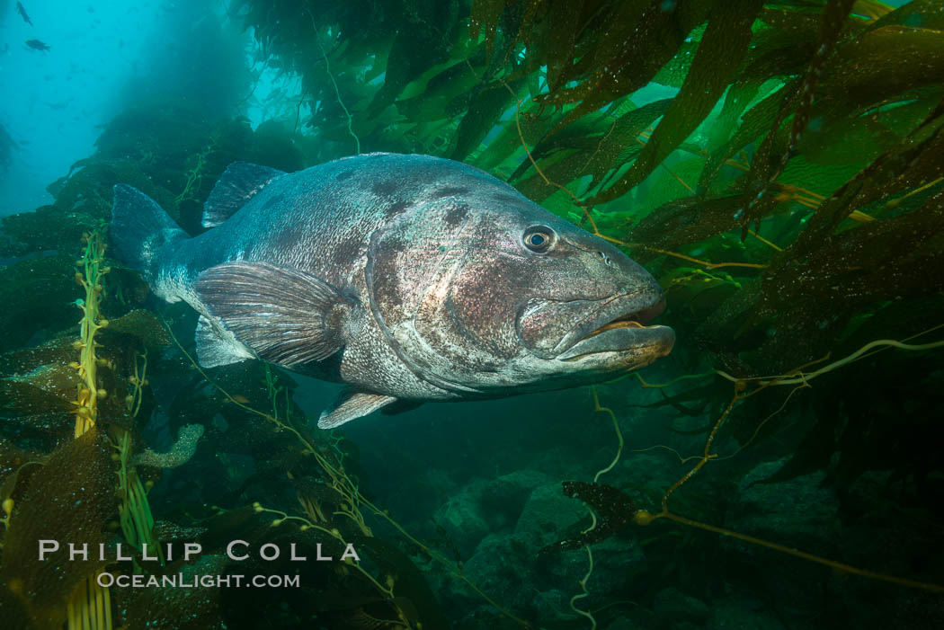 Giant black sea bass, endangered species, reaching up to 8' in length and 500 lbs, amid giant kelp forest. Catalina Island, California, USA, Stereolepis gigas, natural history stock photograph, photo id 33384