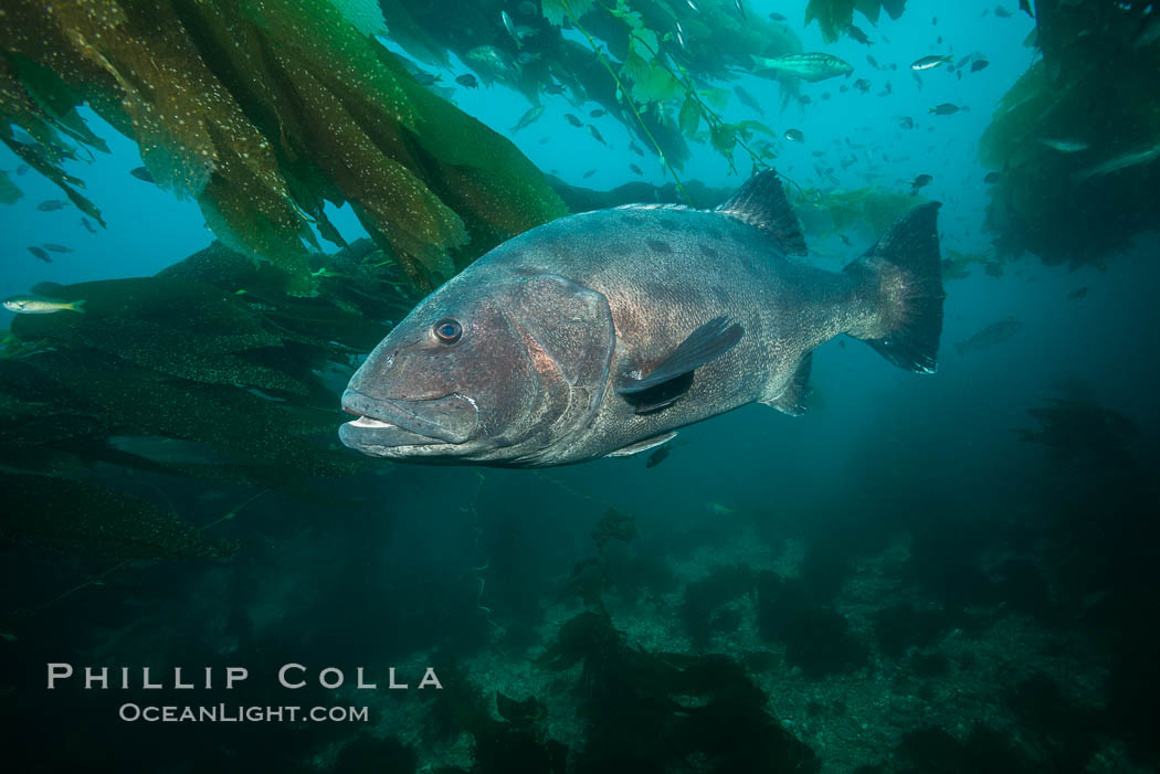 Giant black sea bass, endangered species, reaching up to 8' in length and 500 lbs, amid giant kelp forest. Catalina Island, California, USA, Stereolepis gigas, natural history stock photograph, photo id 33388