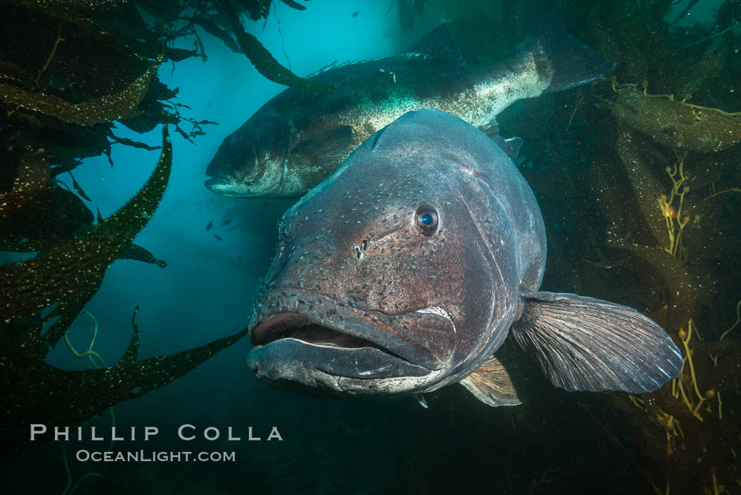 Giant black sea bass, endangered species, reaching up to 8' in length and 500 lbs, amid giant kelp forest. Catalina Island, California, USA, Stereolepis gigas, natural history stock photograph, photo id 33416