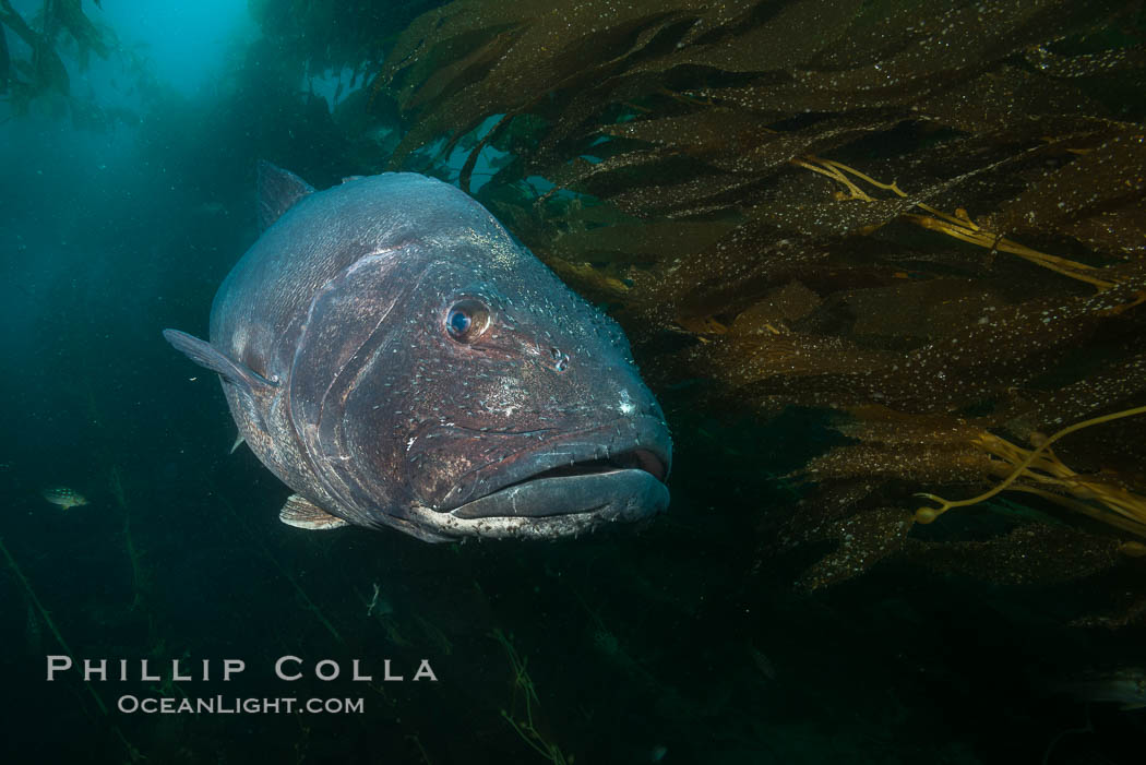 Giant black sea bass, endangered species, reaching up to 8' in length and 500 lbs, amid giant kelp forest. Catalina Island, California, USA, Stereolepis gigas, natural history stock photograph, photo id 33420