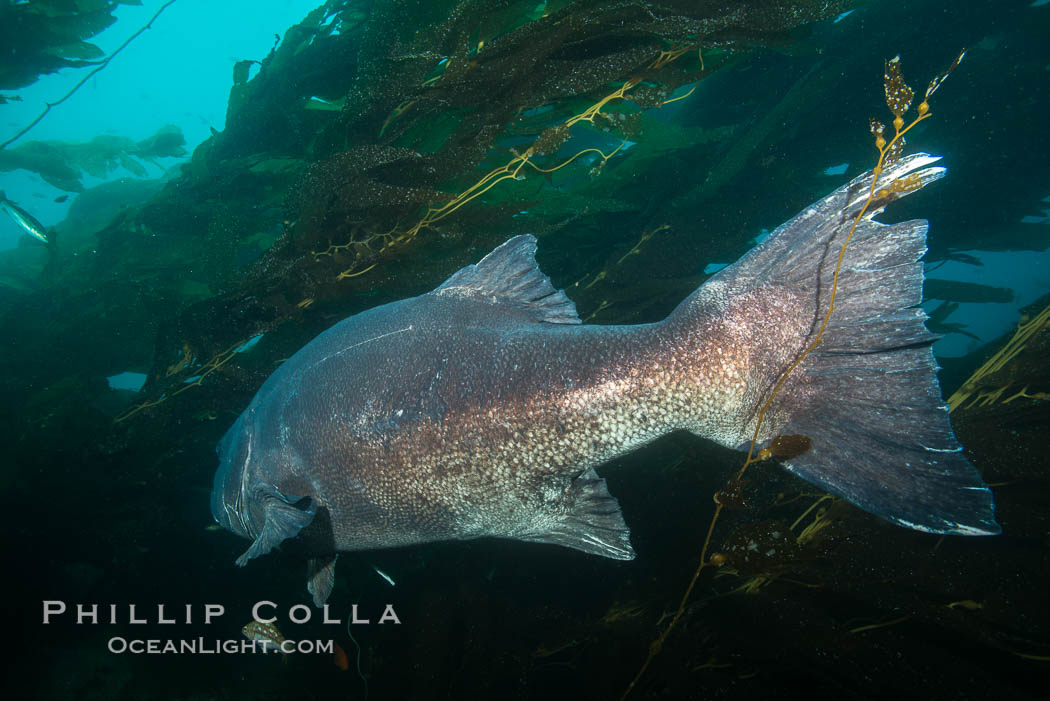 Giant black sea bass, endangered species, reaching up to 8' in length and 500 lbs, amid giant kelp forest. Catalina Island, California, USA, Stereolepis gigas, natural history stock photograph, photo id 33424