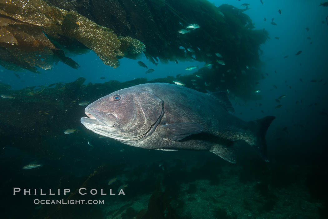 Giant black sea bass, endangered species, reaching up to 8' in length and 500 lbs, amid giant kelp forest. Catalina Island, California, USA, Stereolepis gigas, natural history stock photograph, photo id 33428