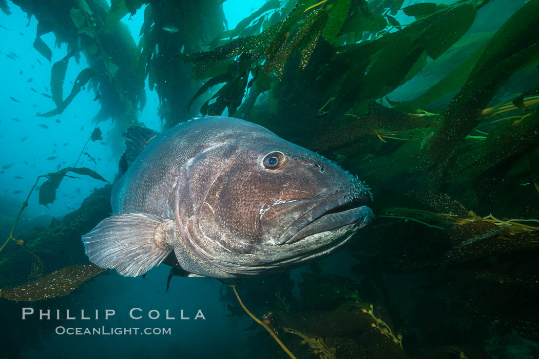 Giant black sea bass, endangered species, reaching up to 8' in length and 500 lbs, amid giant kelp forest. Catalina Island, California, USA, Stereolepis gigas, natural history stock photograph, photo id 33432