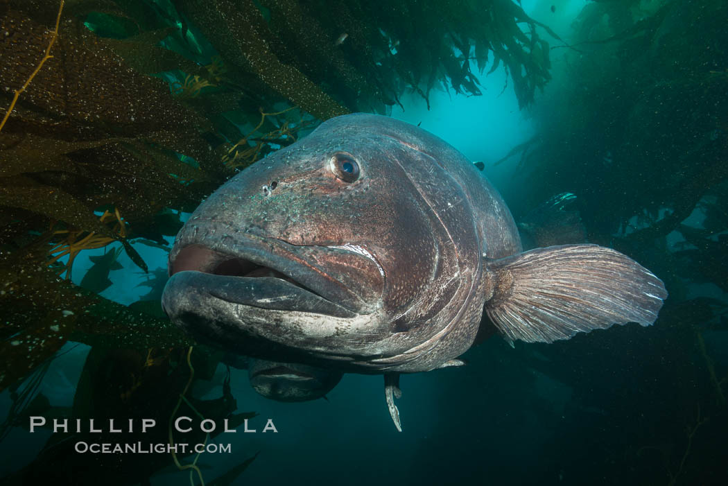 A giant black sea bass is an endangered species that can reach up to 8 feet in length and 500 pounds, often found amid the giant kelp forest, Once nearly fished to extinction and now thought to be at risk of a genetic bottleneck, the giant sea bass is slowly recovering and can be seen in summer months in California's kelp forests. Catalina Island, USA, Stereolepis gigas, natural history stock photograph, photo id 33363