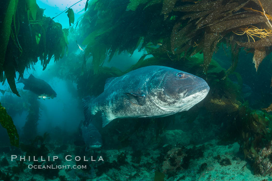 Giant black sea bass, endangered species, reaching up to 8' in length and 500 lbs, amid giant kelp forest. Catalina Island, California, USA, Stereolepis gigas, natural history stock photograph, photo id 33375