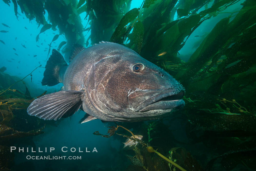 Giant black sea bass, endangered species, reaching up to 8' in length and 500 lbs, amid giant kelp forest. Catalina Island, California, USA, Stereolepis gigas, natural history stock photograph, photo id 33395