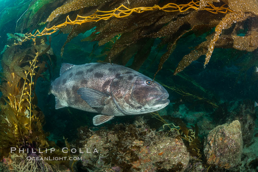 Giant black sea bass, endangered species, reaching up to 8' in length and 500 lbs, amid giant kelp forest. Catalina Island, California, USA, Stereolepis gigas, natural history stock photograph, photo id 33411