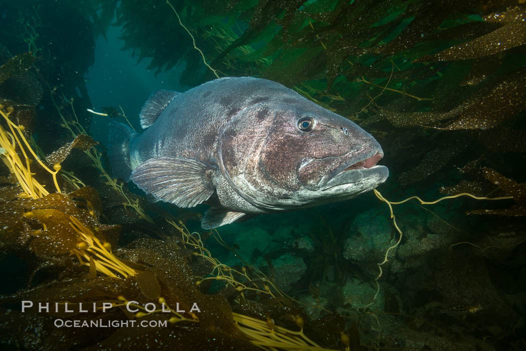 Giant black sea bass, endangered species, reaching up to 8' in length and 500 lbs, amid giant kelp forest. Catalina Island, California, USA, Stereolepis gigas, natural history stock photograph, photo id 33415