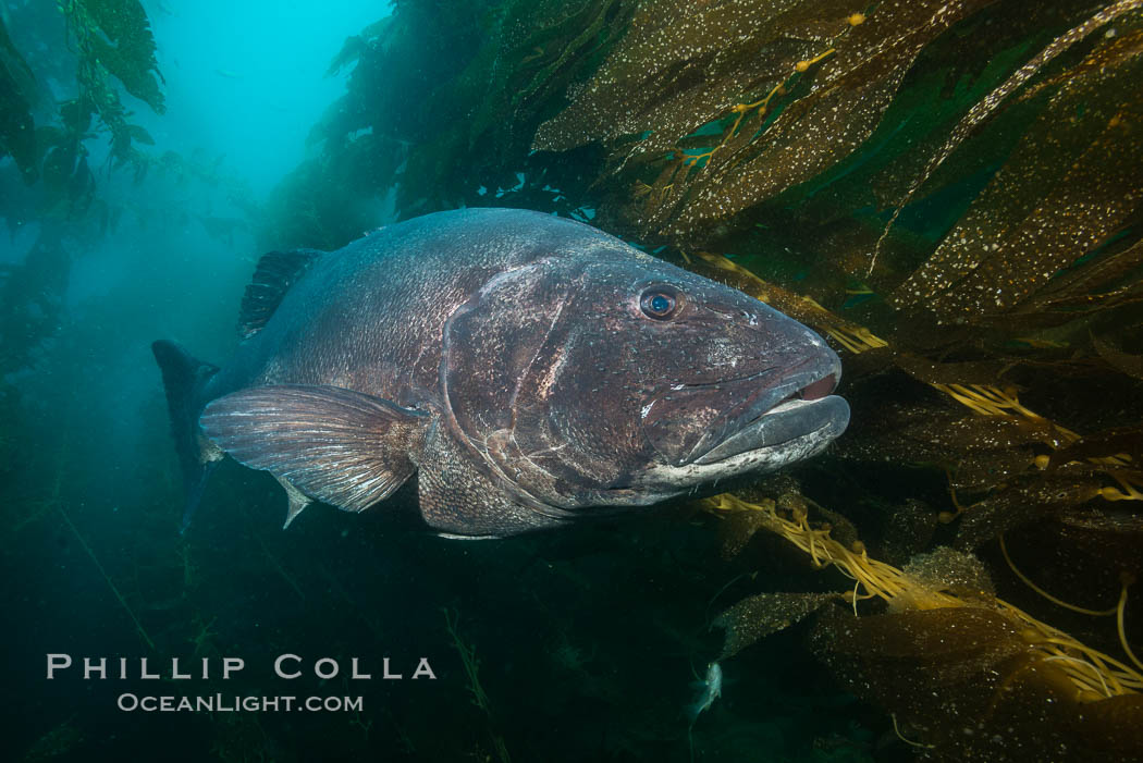 Giant black sea bass, endangered species, reaching up to 8' in length and 500 lbs, amid giant kelp forest. Catalina Island, California, USA, Stereolepis gigas, natural history stock photograph, photo id 33419