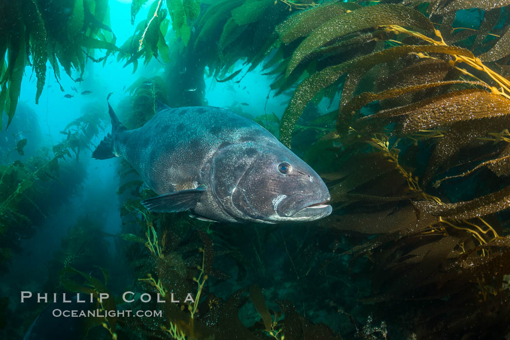 Giant black sea bass, endangered species, reaching up to 8' in length and 500 lbs, amid giant kelp forest. Catalina Island, California, USA, Stereolepis gigas, natural history stock photograph, photo id 33365