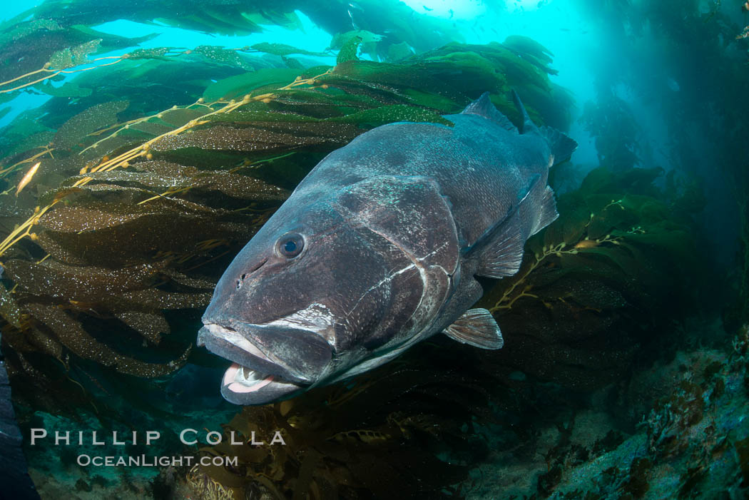 Giant black sea bass, endangered species, reaching up to 8' in length and 500 lbs, amid giant kelp forest. Catalina Island, California, USA, Stereolepis gigas, natural history stock photograph, photo id 33369