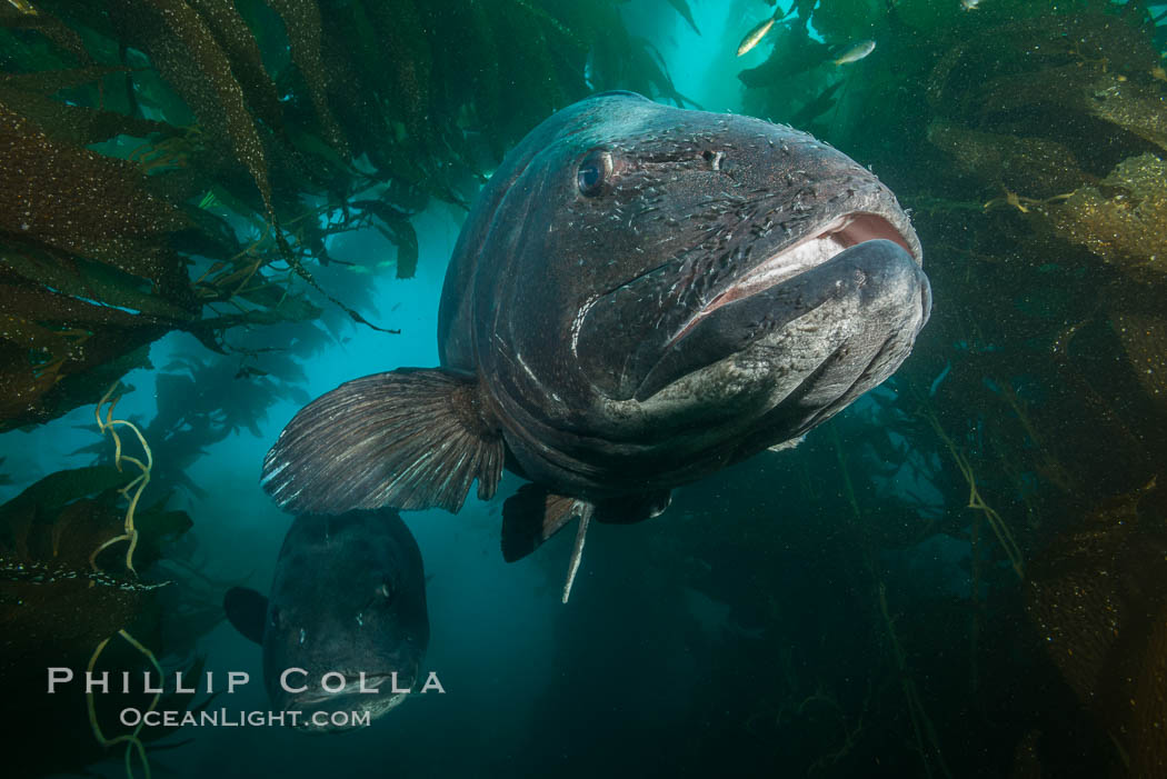 Giant black sea bass, endangered species, reaching up to 8' in length and 500 lbs, amid giant kelp forest. Catalina Island, California, USA, Stereolepis gigas, natural history stock photograph, photo id 33385