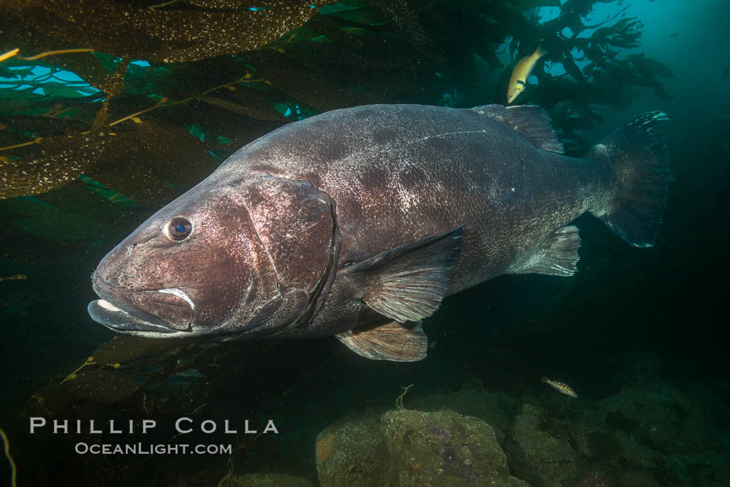 Giant black sea bass, endangered species, reaching up to 8' in length and 500 lbs, amid giant kelp forest. Catalina Island, California, USA, Stereolepis gigas, natural history stock photograph, photo id 33393