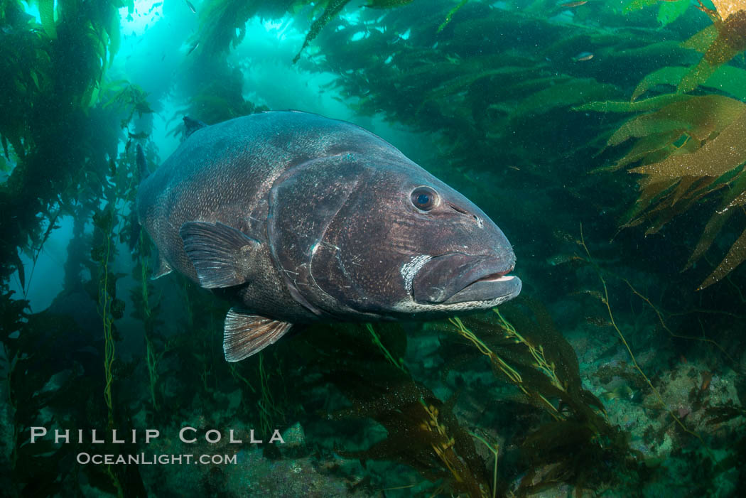 Giant black sea bass, endangered species, reaching up to 8' in length and 500 lbs, amid giant kelp forest. Catalina Island, California, USA, Stereolepis gigas, natural history stock photograph, photo id 33401