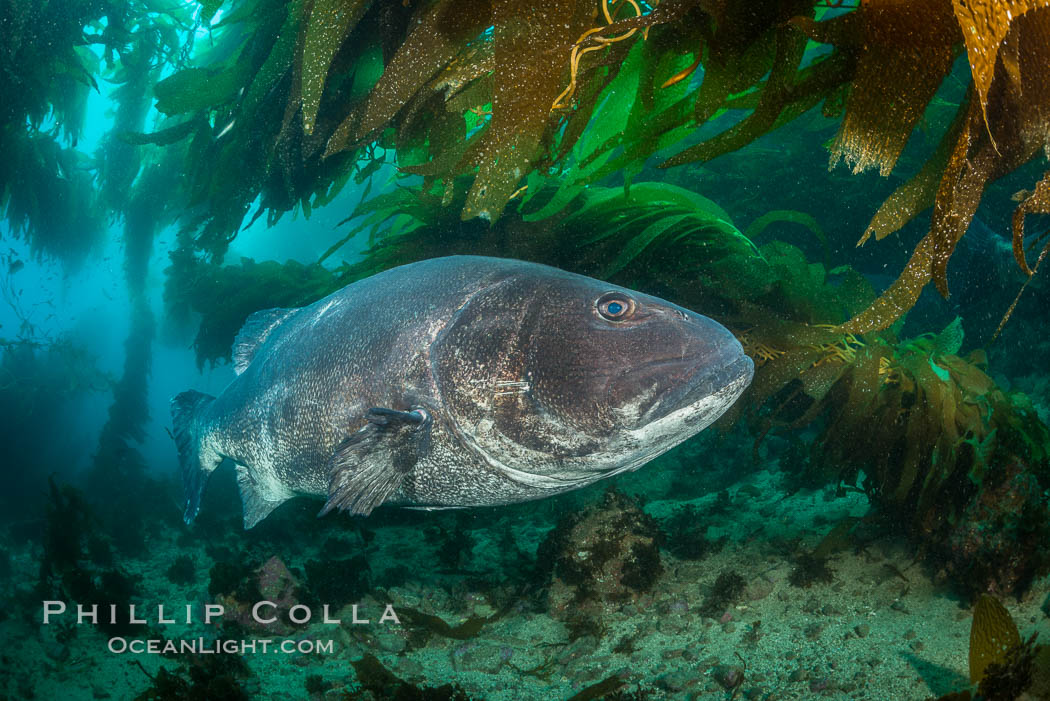 Giant black sea bass, endangered species, reaching up to 8' in length and 500 lbs, amid giant kelp forest. Catalina Island, California, USA, Stereolepis gigas, natural history stock photograph, photo id 33405