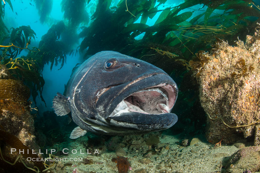Giant black sea bass, endangered species, reaching up to 8' in length and 500 lbs, amid giant kelp forest. Catalina Island, California, USA, Stereolepis gigas, natural history stock photograph, photo id 33409