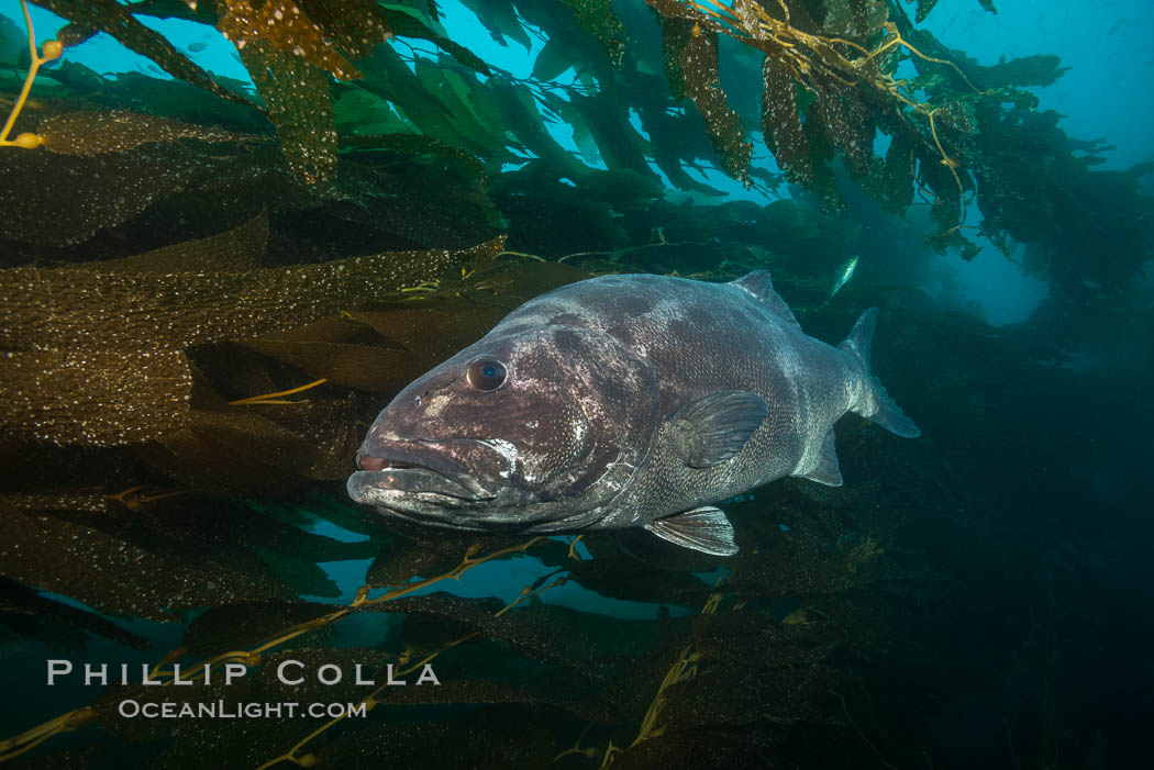 Giant black sea bass, endangered species, reaching up to 8' in length and 500 lbs, amid giant kelp forest. Catalina Island, California, USA, Stereolepis gigas, natural history stock photograph, photo id 33421